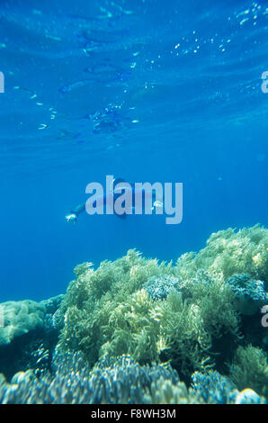 Îles Fidji, Nukubati Island Resort, le personnel des tubas plongée reef Banque D'Images