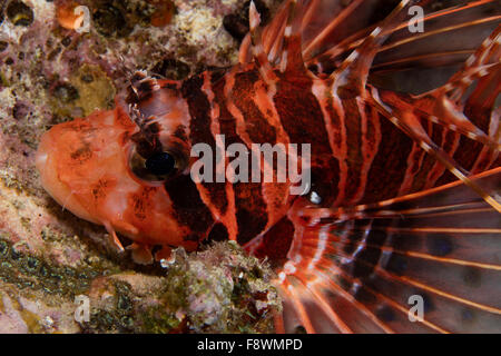 Close-up de poisson-papillon. Banque D'Images