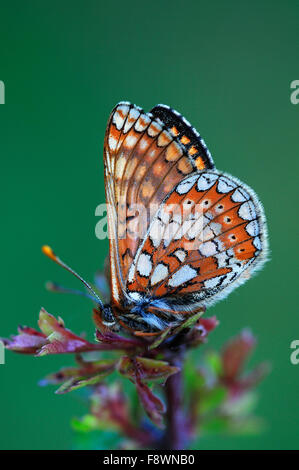 Marsh fritillary butterfly au repos. La réserve commune Powerstock, Dorset Banque D'Images