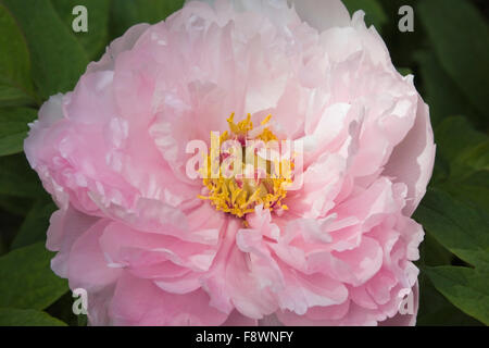 Close-up, de l'arbuste pivoine (Paeonia), fleur rose, Québec, Canada Banque D'Images