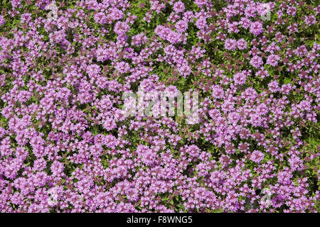 Orpine (Hylotelephium anacampseros), violet fleurs, Jardin Alpin, Jardin botanique de Montréal, Québec, Canada Banque D'Images