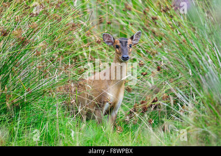 Cerf muntjac Banque D'Images