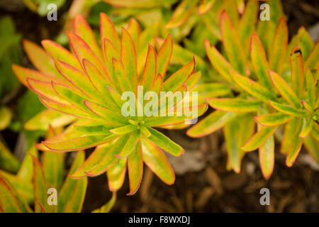 Plante Banque D'Images