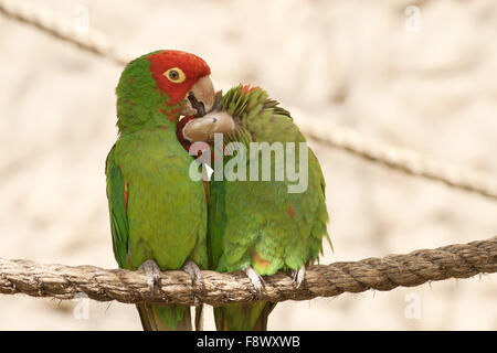 Les perroquets baiser assis sur une corde Banque D'Images