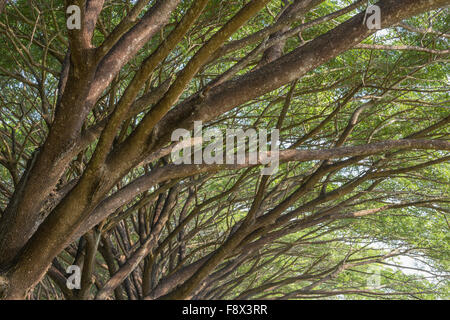 Samanea saman, Direction générale de grande rain tree Banque D'Images