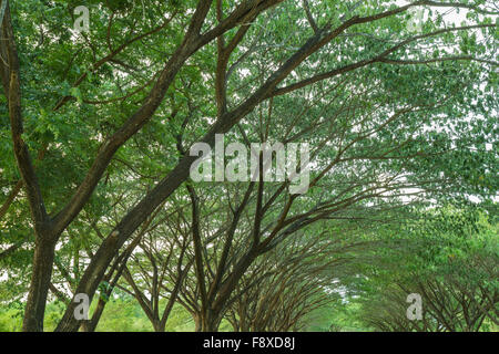 La succursale de Samanea saman, Big rain tree Banque D'Images