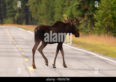 L'orignal, Lolo National Forest, Montana Banque D'Images