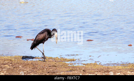 African openbill Anastomus lamelligerus espèce de la famille des Ciconiidae Banque D'Images