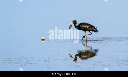 African openbill Anastomus lamelligerus espèce de la famille des Ciconiidae Banque D'Images