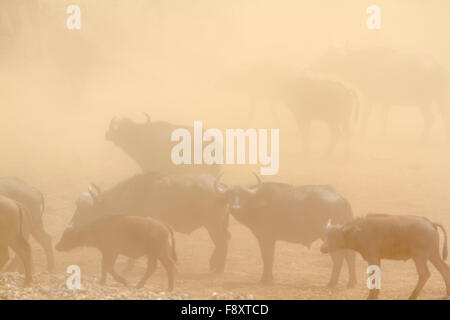 Buffalo Espèce sauvage d'Afrique Syncerus caffer famille de bovidés Banque D'Images