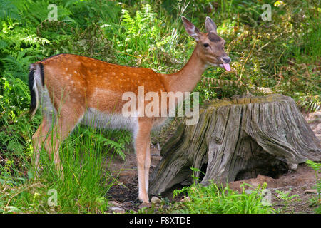 Le daim (Dama dama) sticking tongue out. Banque D'Images