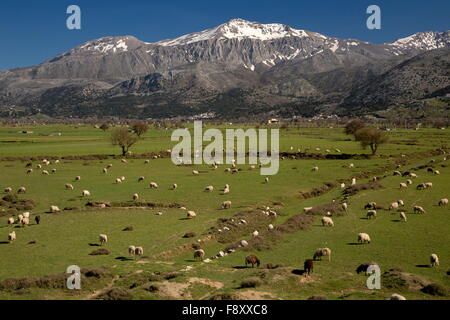 Des moutons paissant sur le plateau de Lassithi, Crète au printemps. Un grand bassin de drainage intérieurement, à 800m, cultivé et réglée. Banque D'Images
