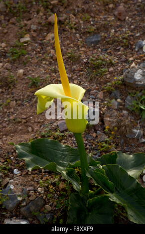 Arum Arum creticum crétois, en fleurs en est de la Crète, Grèce. Connu seulement à partir de la Crète et quelques autres endroits y compris SW la Turquie. Banque D'Images