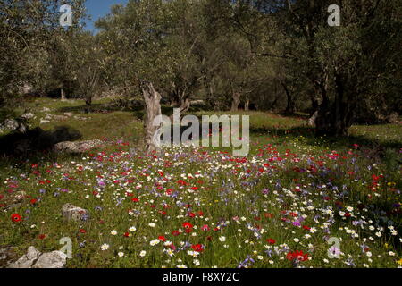 Fleurs de Printemps, surtout peacock d'anémones, de l'écrou de barbarie et de la Méditerranée en camomille des vieux oliviers, Lesbos, Grèce Banque D'Images