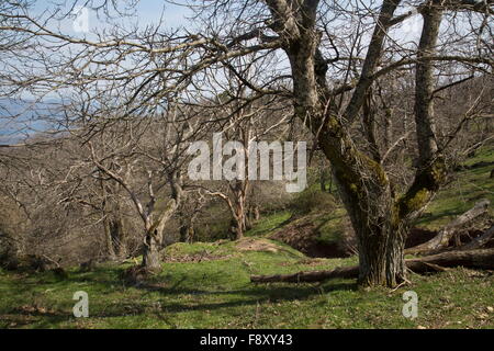 Flowery sweet chestnut grove à environ 700m sur le mont Olympe, Lesbos, Grèce Banque D'Images