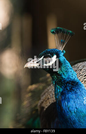 À la pelouse du parc paons avec fond vert et marron Banque D'Images