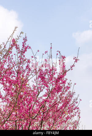 Cherry Blossom tree dans le nord de la Thaïlande. Banque D'Images