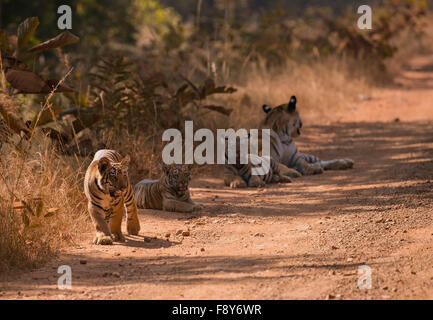 Un tigre du Bengale avec oursons dans Tadoba Andhari Tiger Réserver Banque D'Images