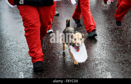 Brighton Sussex UK 12 décembre 2015 - Des centaines de personnes et leurs chiens prendre part à la Brighton Santa Dash tenue le Hove front ce matin aidant à recueillir des fonds pour l'Hôpital pour enfants local Rockinghorse Crédit d'appel : Simon Dack/Alamy Live News Banque D'Images