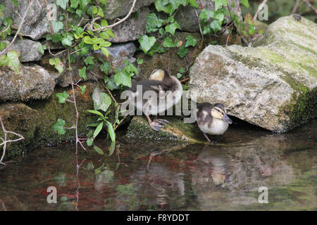 Deux canards colverts (Anas platyrynchos) canetons, l'un endormi, sur une pierre de lierre drapée sur le côté de la rivière Windrush dans Gloucestershire Banque D'Images