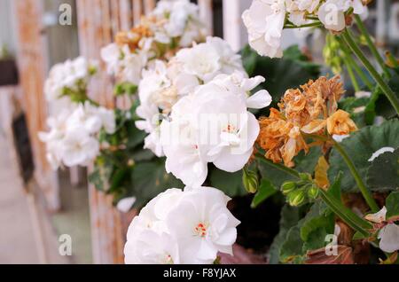 Bouquet de devanture Banque D'Images