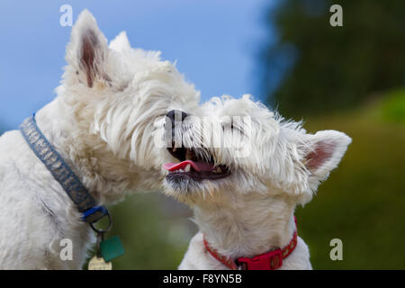 West Highland Terrier à playtime Banque D'Images