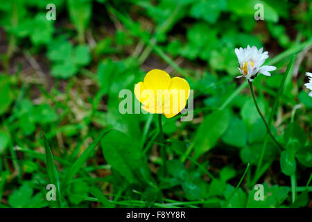 À CÔTÉ D'une renoncule DAISY Banque D'Images