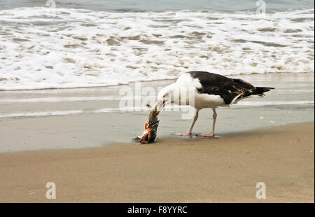 Mouette de manger un poisson mort sur la péninsule de Coney Island, sur l'océan Atlantique dans le sud de Brooklyn, New York, United States Banque D'Images