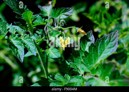 Le concombre en fleur Banque D'Images