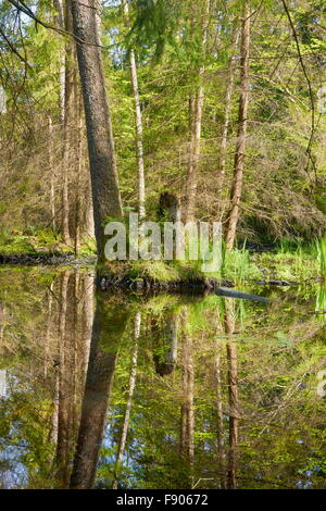 La Forêt de Bialowieza au printemps, Pologne Banque D'Images