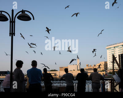 Silhouette de personnes alimentation et photographier les mouettes dans la crique de Dubaï. Banque D'Images