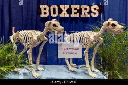 Orlando, Floride, USA. Dec 12, 2015. Le boxeur affichage à ''Meet les races'' au cours de l'AKC/Eukenuba 2015 championnats. Avec plus de 6 100 entrées, c'est le plus grand chien, qui ont eu lieu aux États-Unis au cours des 20 dernières années. © Brian Cahn/ZUMA/Alamy Fil Live News Banque D'Images