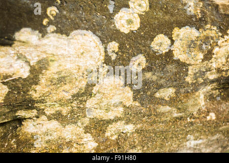 Détail de lichens jaunes qui poussent sur l'écorce des arbres , stock photo Banque D'Images