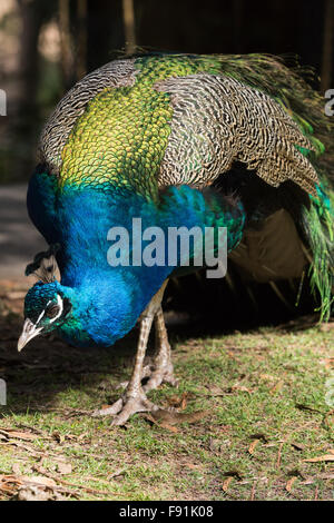 À la pelouse du parc paons avec fond vert et marron Banque D'Images