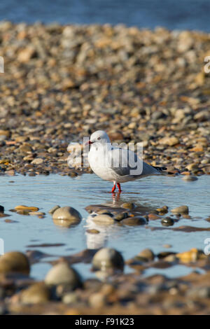 Mouette argentée oiseau sur la rive du fleuve Tamar à après-midi Banque D'Images