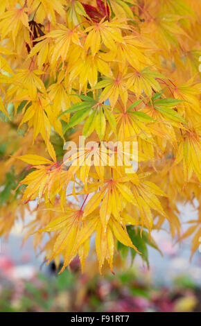 Acer palmatum 'Elegans'. En automne de l'érable japonais Banque D'Images