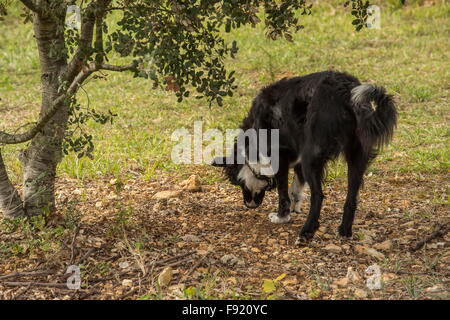 À la truffe, à l'aide d'un collie comme truffle-hound, à la ferme de la truffe à Pechalifour, Dordogne. Banque D'Images