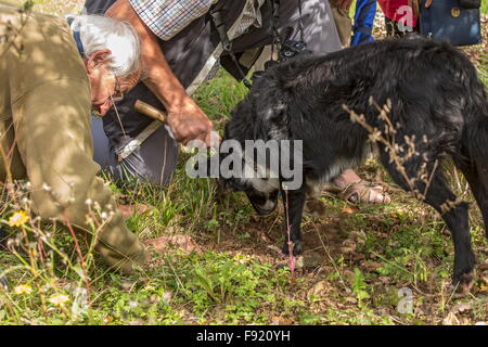 À la truffe, à l'aide d'un collie comme truffle-hound, à la ferme de la truffe à Pechalifour, Dordogne. Banque D'Images