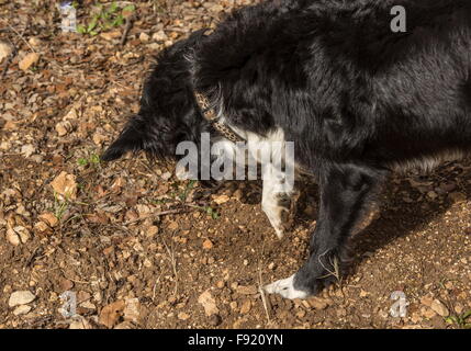 À la truffe, à l'aide d'un collie comme truffle-hound, à la ferme de la truffe à Pechalifour, Dordogne. Banque D'Images