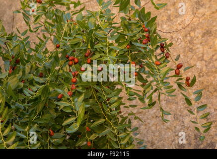 Ziziphus jujuba jujubier, fruits, sur l'arbre ; l'automne. Banque D'Images