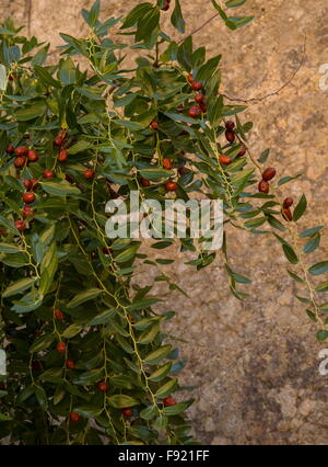 Ziziphus jujuba jujubier, fruits, sur l'arbre ; l'automne. Banque D'Images