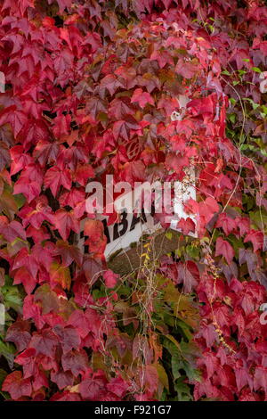 Le lierre de Boston, du Parthenocissus tricuspidata 'Veitchii' et vigne vierge, Parthenocissus quinquefolia en automne ; Saint-Germain-s Banque D'Images