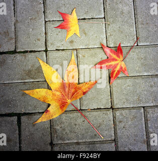 Belles feuilles d'érable mince photographié sur une dalle de pierre Banque D'Images