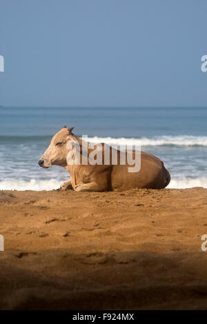 Les vaches sur la plage d'Agonda en Inde Banque D'Images