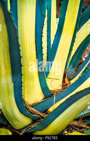 L'Aride Jardin, collection de cactus dans Royal Botanic Gardens, Melbourne, Australie Banque D'Images