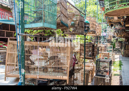 Cages d'oiseaux sauvages, oiseaux, marché Pasar Ngasem Yogyakarta, Java, Indonésie Banque D'Images