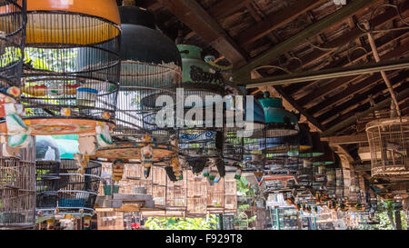 Cages d'oiseaux sauvages, oiseaux, marché Pasar Ngasem Yogyakarta, Java, Indonésie Banque D'Images