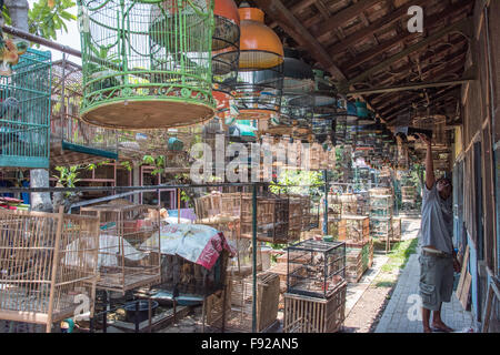 Cages d'oiseaux sauvages, oiseaux, marché Pasar Ngasem Yogyakarta, Java, Indonésie Banque D'Images