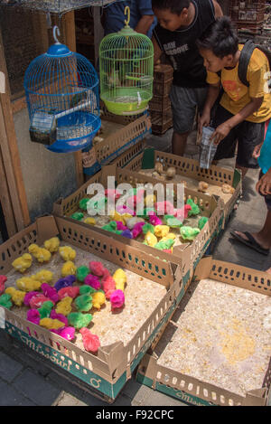 L'achat de poulets, les enfants de couleur Pasar Ngasem marché aux oiseaux, Yogyakarta, Java, Indonésie Banque D'Images