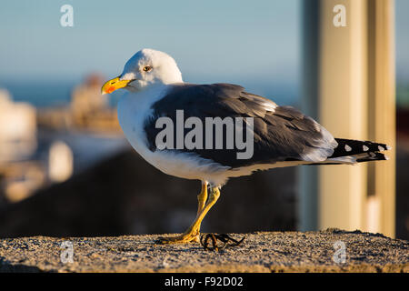 Seagull sur le toit d'une maison à Essaouira. Banque D'Images